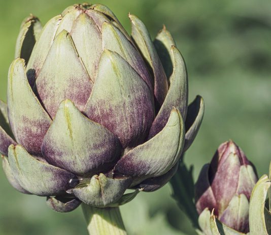 Come pulire i carciofi con facilità: una guida pratica Come pulire i carciofi